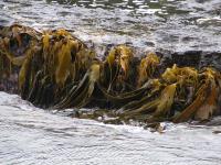 Albums/20060200-New Zealand 2006/20060313-Catlins/34